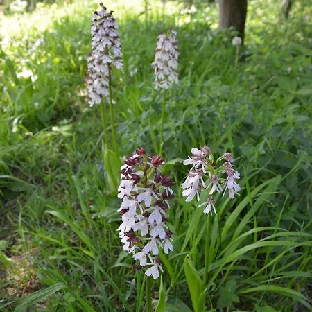 شقة Havehojegaard