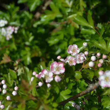 Havehojegaard شقة