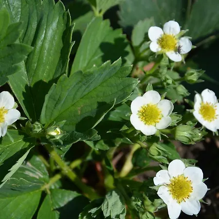 شقة Havehojegaard Borre