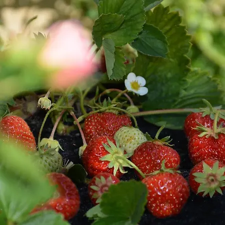 Havehojegaard شقة Borre